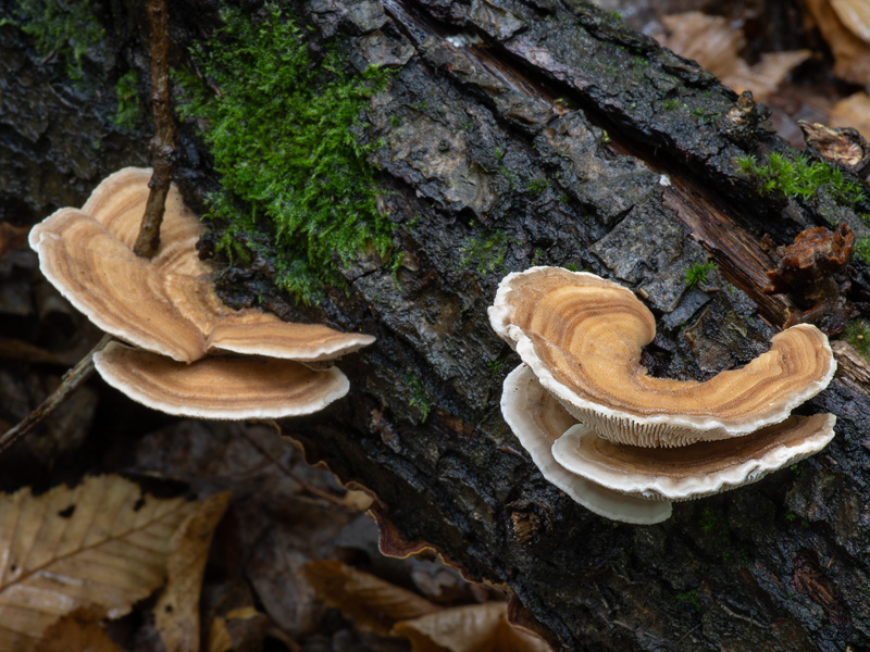 Xylobolus subpileatus